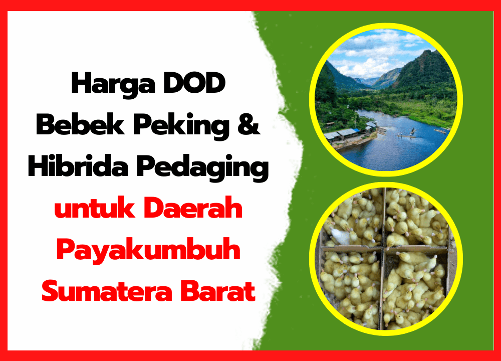 Harga DOD Bebek Peking & Hibrida Pedaging untuk Daerah Payakumbuh Sumatera Barat