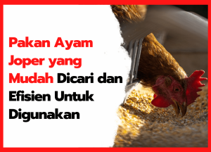 Pakan Ayam Joper yang Mudah Dicari dan Efisien Untuk Digunakan | cover