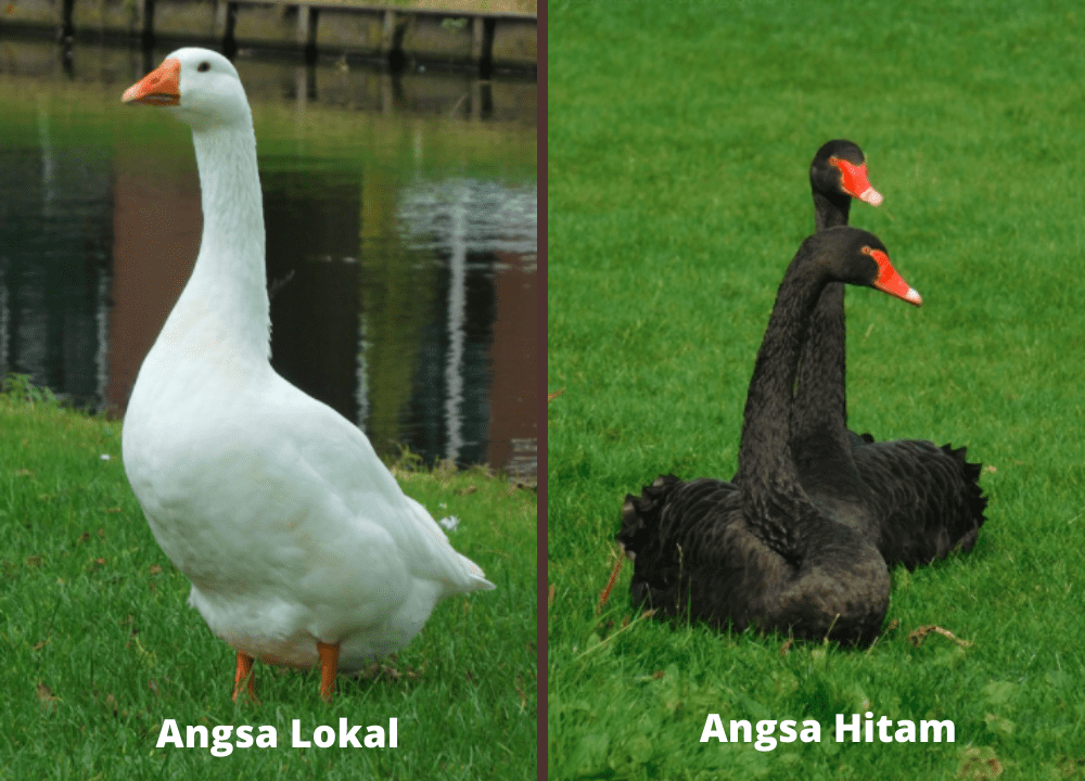 Beda angsa lokal dan angsa hitam (black swan) | image 2