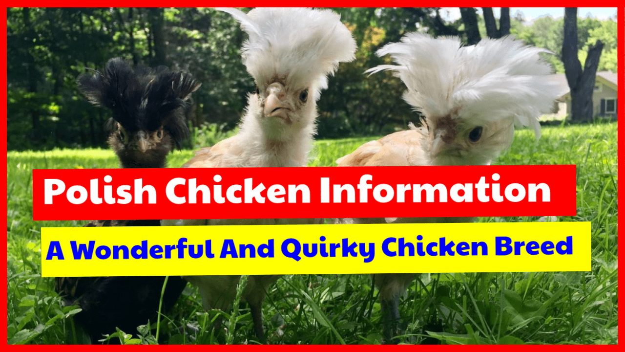 Polish chicken information, wonderful chicken breed for your backyard.