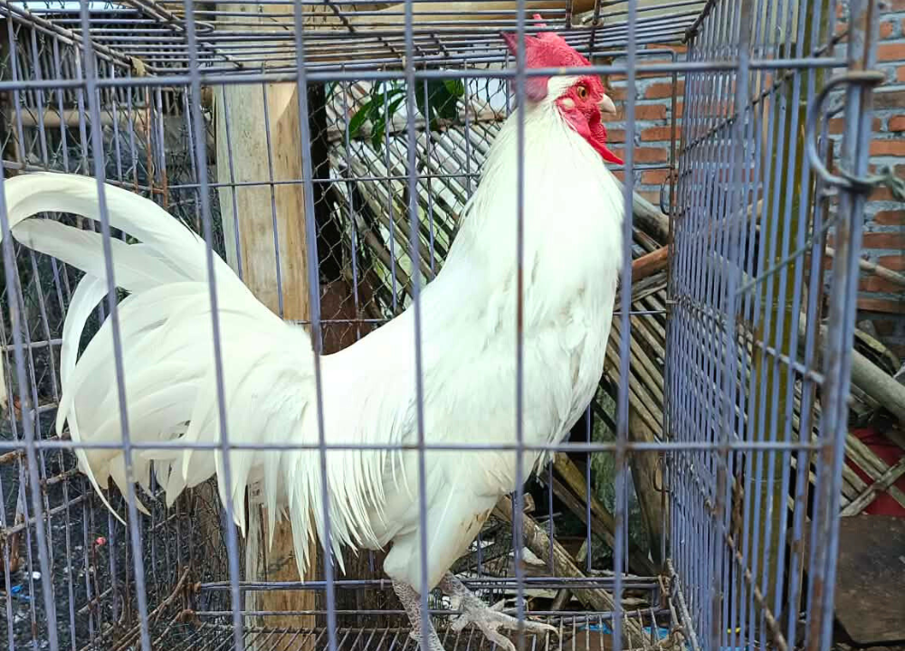 Terbaru Daftar Harga Ayam Ketawa
