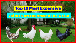 List of Top 10 Most Expensive Chicken Breeds Around The World.
