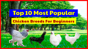 Top 10 Most Popular Chicken Breeds For Beginners To Start Flock Of Backyard Chickens.