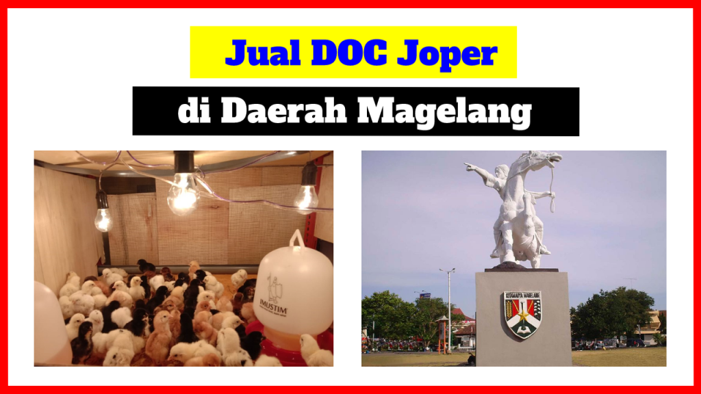 Harga Jual DOC atau Bibit Ayam Kampung Super (JOPER) untuk Daerah Magelang