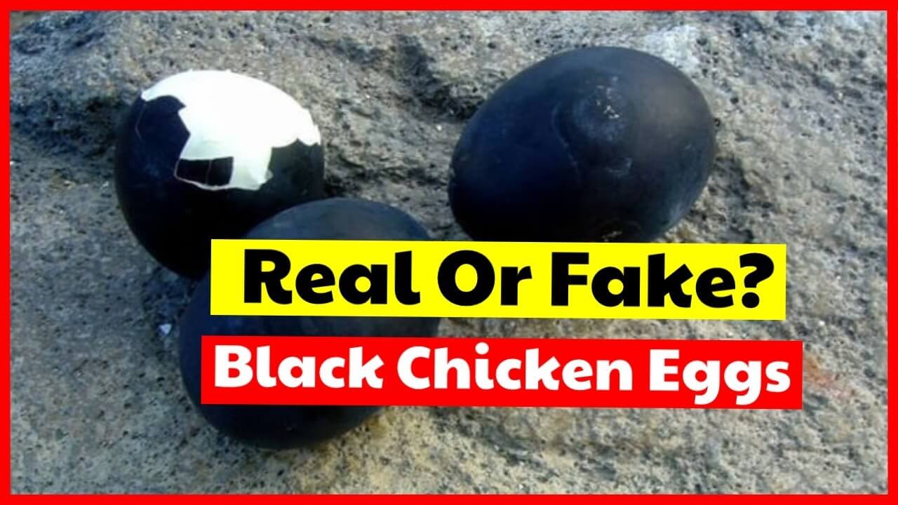 Black Chicken Eggs