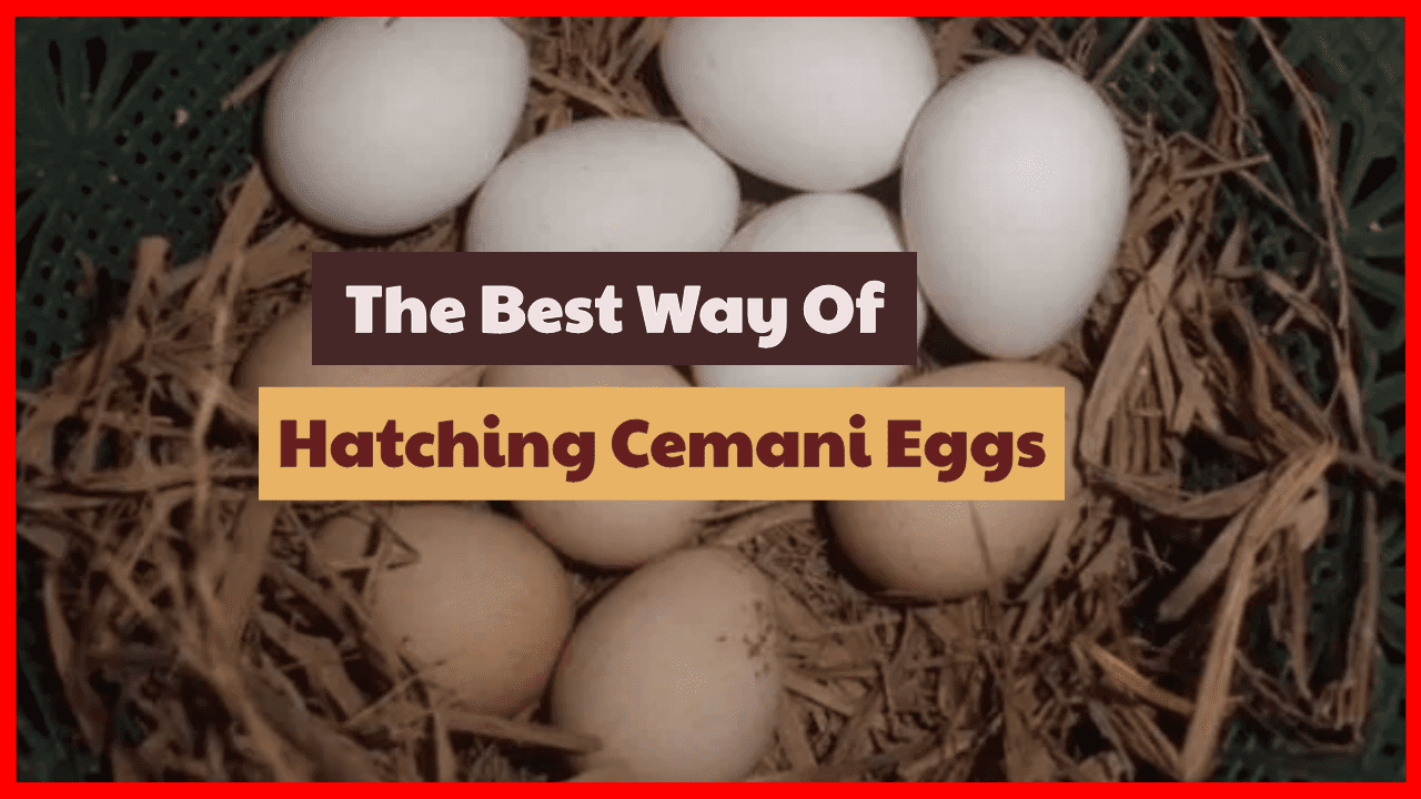 Ayam Cemani hatching eggs 3 