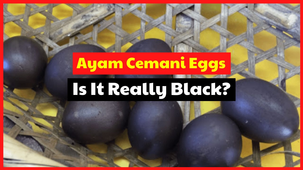 Do you feel curious about ayam cemani chicken eggs? Is the color black?