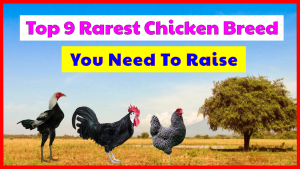Top 9 Rarest Chicken Breed, You Need To Raise to keep their existence.