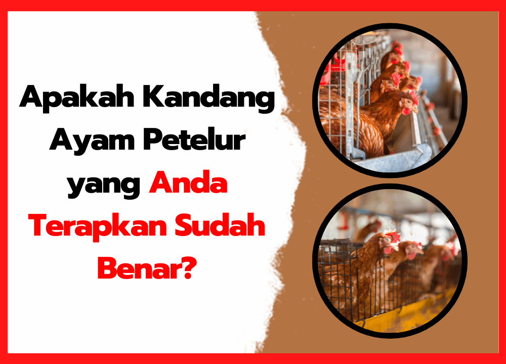 Apakah Kandang Ayam Petelur yang Anda Terapkan Sudah Benar?