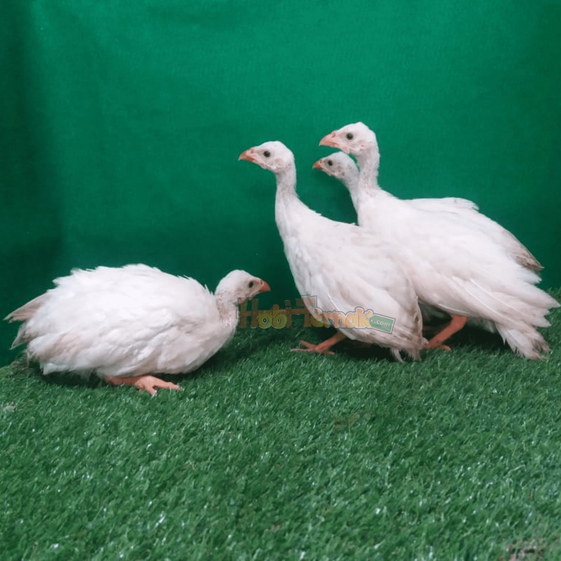 Ayam Mutiara Putih memiliki ciri - ciri corak warna putih bersih | image 3