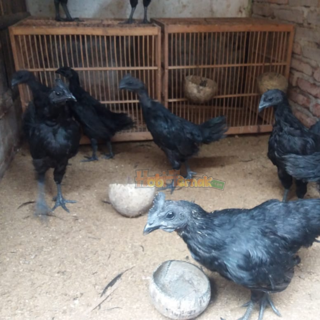 Maintaining cemani chickens is not difficult, what is important is a clean cage and appropriate feed | All-black chicken