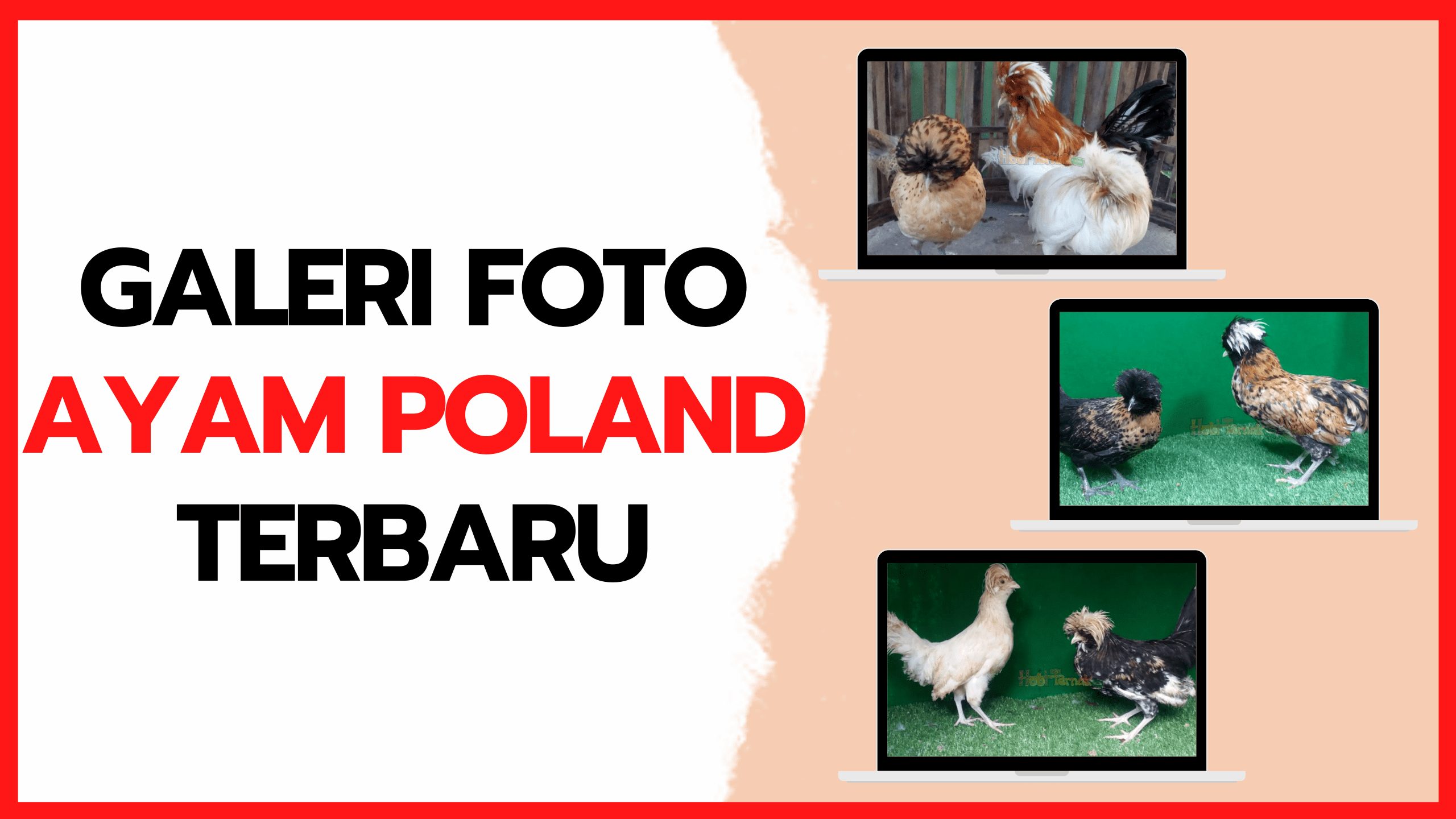 Galeri Foto Ayam Poland Terbaru