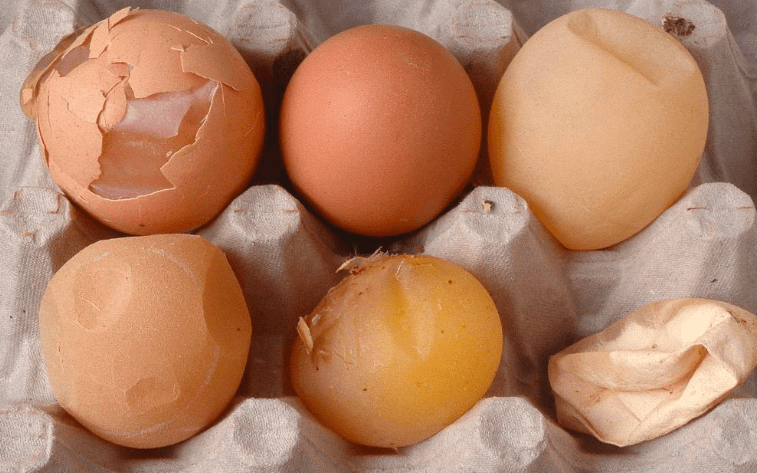 Ayam yang terkena penyakit Egg Drop Syndrome (EDS) akan menghasilkan telur dengan kerabang lembek bahkan ada yang tanpa kerabang | image 5
