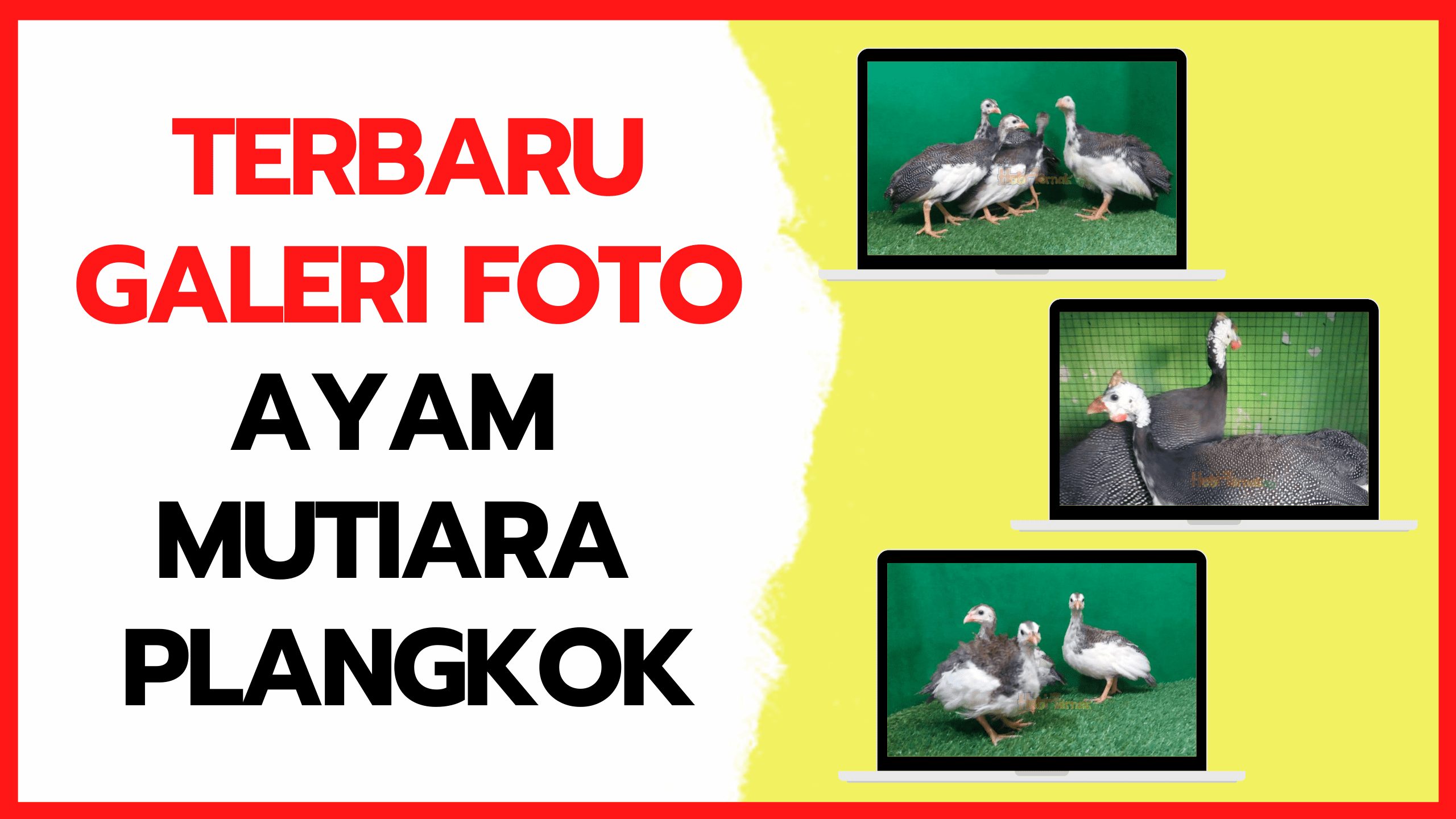 Galeri Foto Ayam Mutiara Plangkok Terbaru