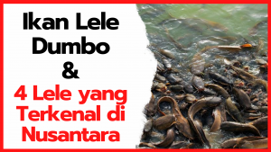 Ikan Lele Dumbo dan 4 Lele yang Terkenal di Nusantara