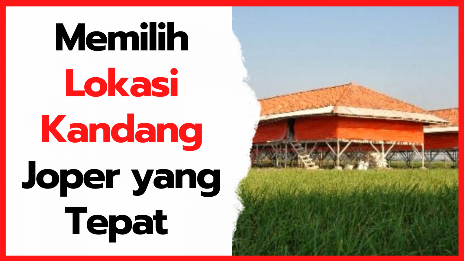 Masih Bingung Pilih Lokasi Kandang Ayam Joper Yang Tepat Mari Cek Masih Bingung Pilih Lokasi Kandang Ayam Joper Yang Tepat Mari Cek