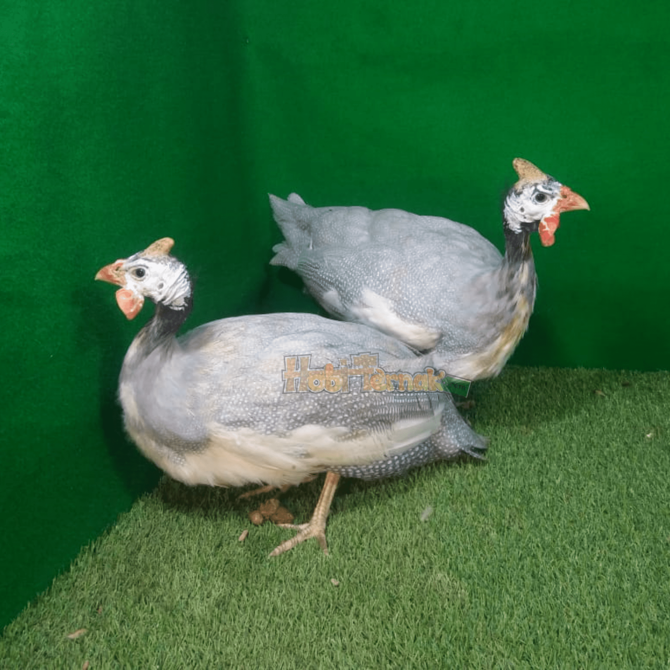 Mutiara Silver adalah ayam yang memiliki warna abu-abu dengan bintik-bintik mutiara yang berwarna putih. | image 5