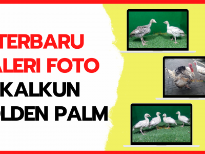 Terbaru Galeri Foto Ayam Kalkun Golden Palm