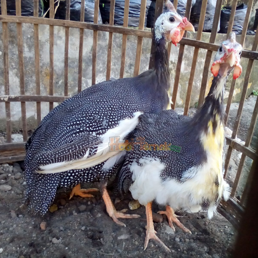 Ayam Mutiara Plangkok Usia 4 Bulan