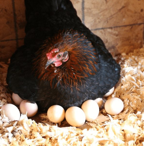 You have to prepare a comfortable cage for broody hen so that he can hatch eggs properly. | Nest of broody hen