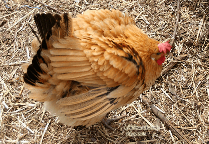 One of the characteristics of the broody hen is that it will develop its coat before and for a moment when it incubates. | Characteristic of broody hen