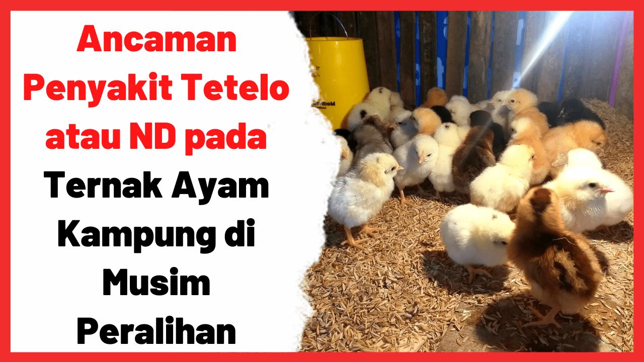 Ancaman Penyakit Tetelo atau ND pada Ternak Ayam Kampung di Musim Peralihan | Cover