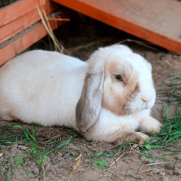 Kelinci adalah hewan yang sering di pelihara oleh manusia karena keunikan dan kelucuannya | gambar 3