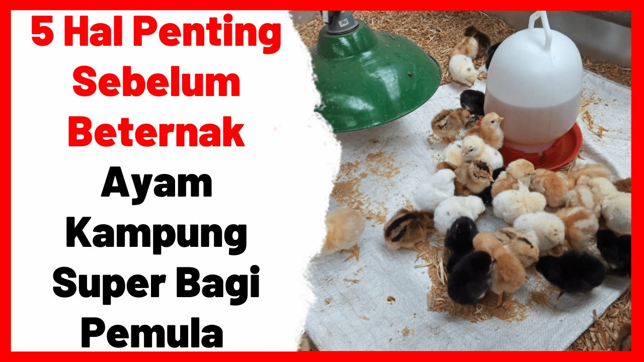 5 Hal Penting Sebelum Beternak Ayam Kampung Super Bagi Pemula | cover