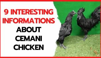 Ayam Cemani Chicken 2