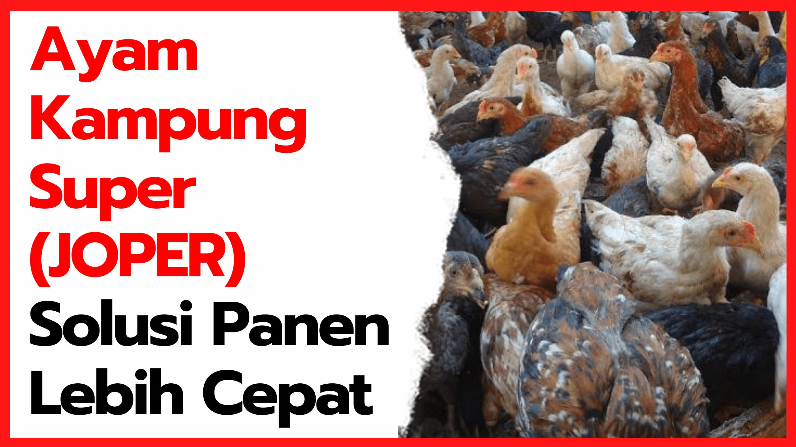 Ayam Kampung Super (JOPER) Solusi Panen Lebih Cepat | thumbnail
