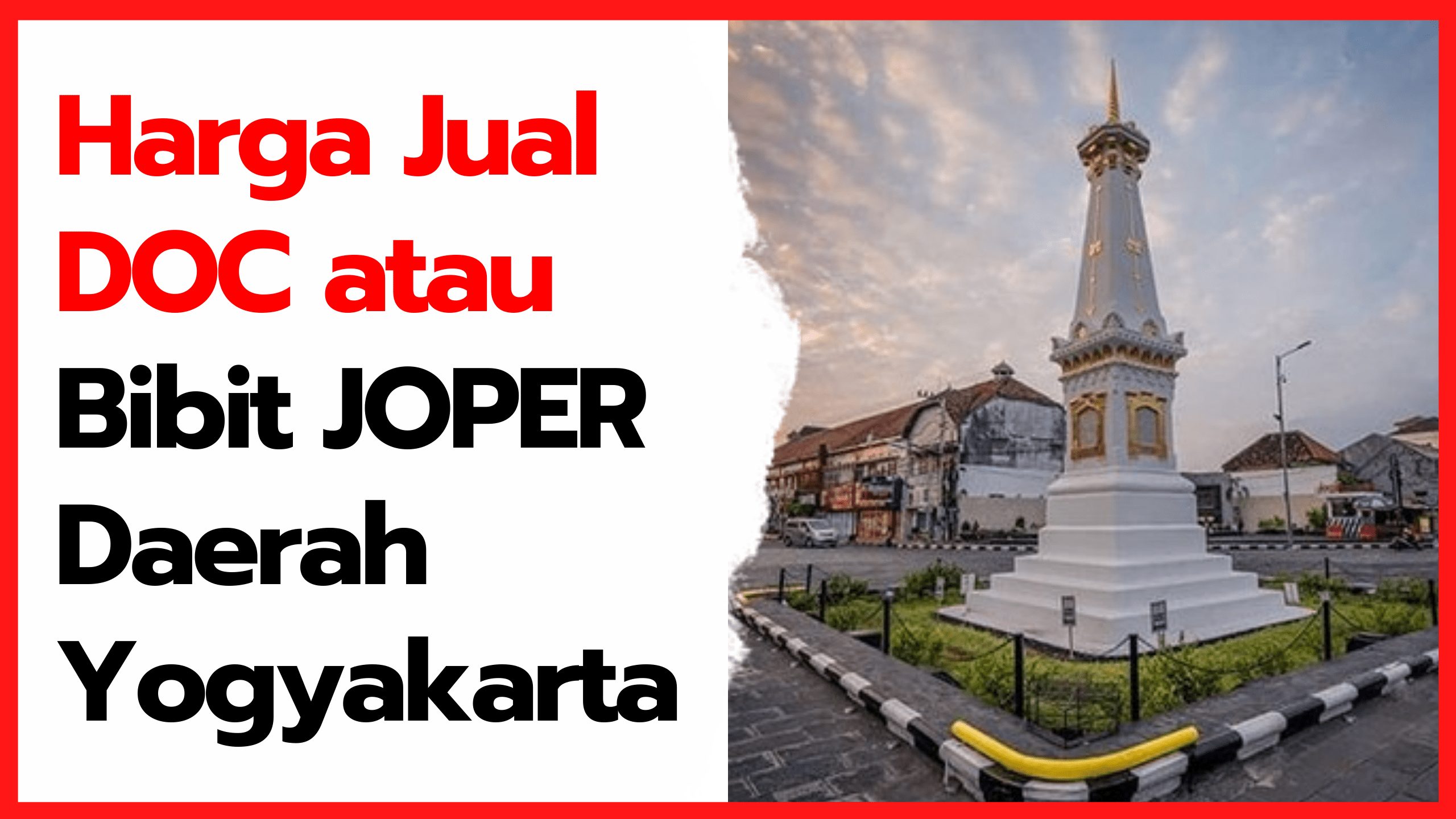 Harga Jual DOC atau Bibit Ayam Kampung Super (JOPER) untuk Daerah Yogyakarta