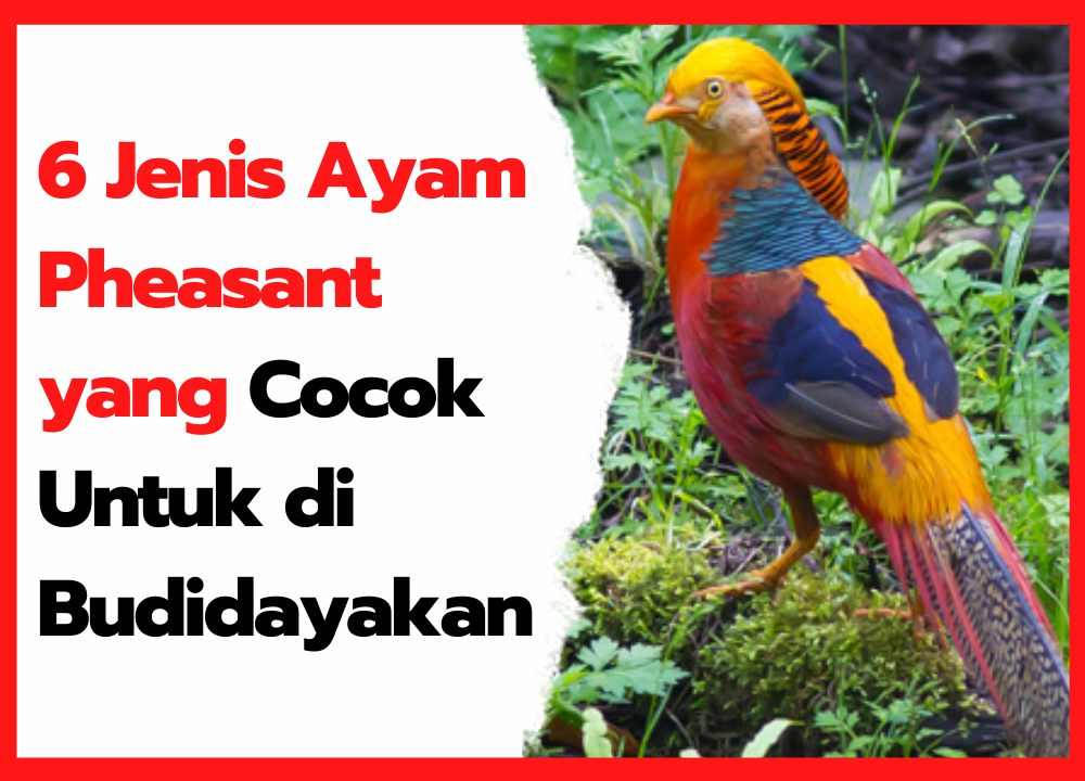 6 Jenis Ayam Pheasant yang Cocok Untuk di Budidayakan | cover