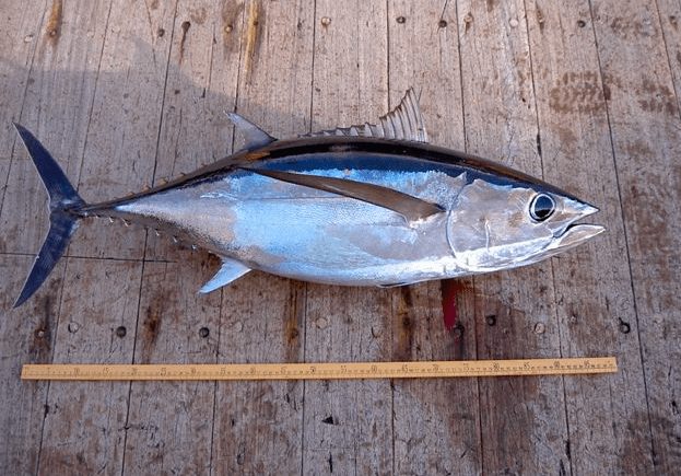 Ikan Tuna Albakora | image 6