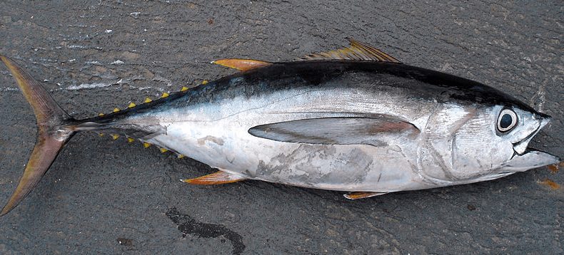 Ikan Tuna Mata Besar | image 7