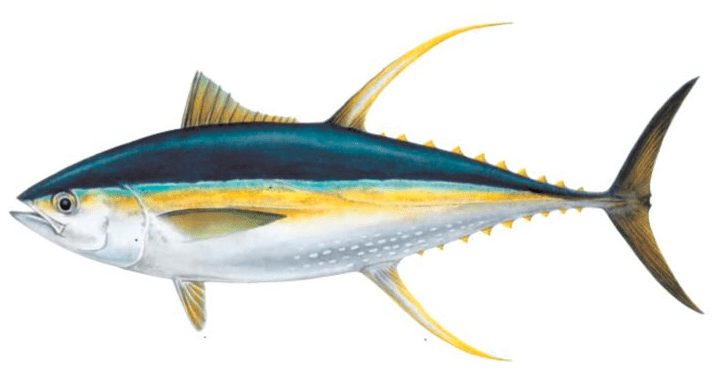 Ikan Tuna Sirip Kuning | image 5