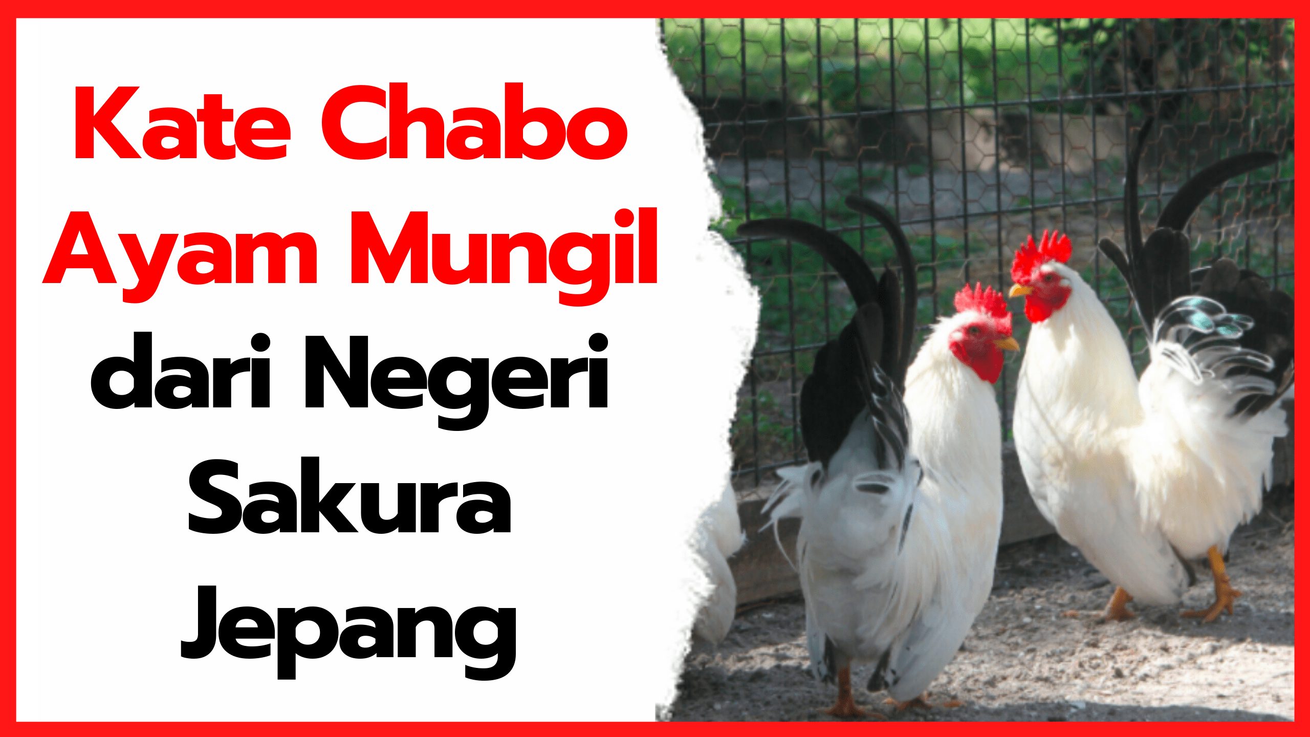 Kate Chabo Blacktail - Ayam Mungil dari Negeri Sakura Jepang | cover