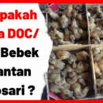 Thumbnail Berapakah-Harga-DOC_-Bibit-Bebek-Pejantan-Mojosari-_