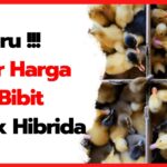 Harga DOD Bebek Hibrida Pedaging dan Cara Memilih Bibitnya Daftar Harga Terbaru DOD Bebek Hibrida