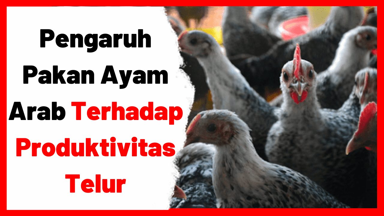 Pengaruh-Pakan-Ayam-Arab-Terhadap-Produktivitas-Telur