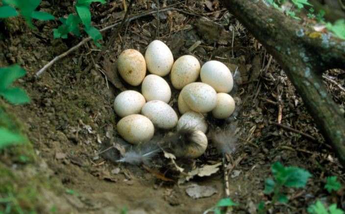 Selain menyediakan jenis bibit usia 1 bulan - dewasa, hobiternak.com juga menyediakan berbagai jenis telur ayam kalkun | image 2
