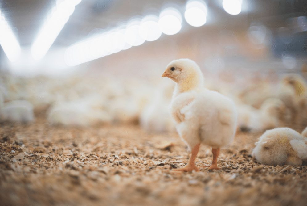 Penyakit ayam kerdil cenderung banyak menyerang ayam jenis pedaging | image 1