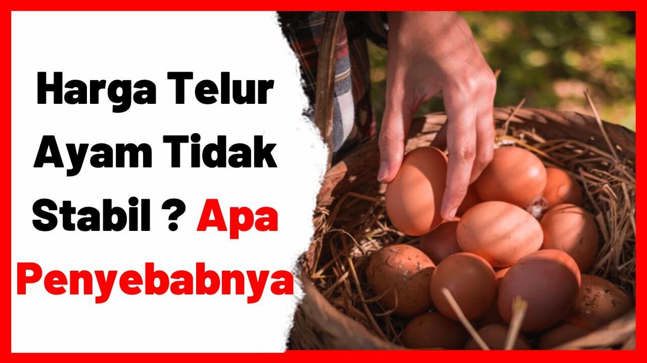 Harga Telur Ayam Tidak Stabil | cover