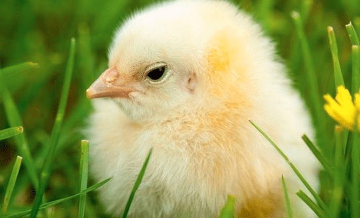 Ayam yang pertumbuhannya terhambat dan tidak sesuai dengan target bobot yang standar disebut dengan ayam kerdil | Image 1