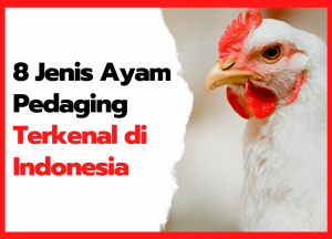 8 Jenis Ayam Pedaging Terkenal di Indonesia | cover