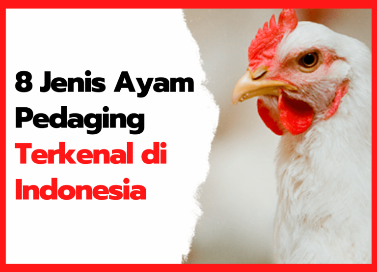 8 Jenis Ayam Pedaging Yang Ada Di Indonesia