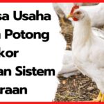 Analisa-Usaha-Ayam-Potong-100-Ekor-dengan-Sistem-Kemitraan-1-1