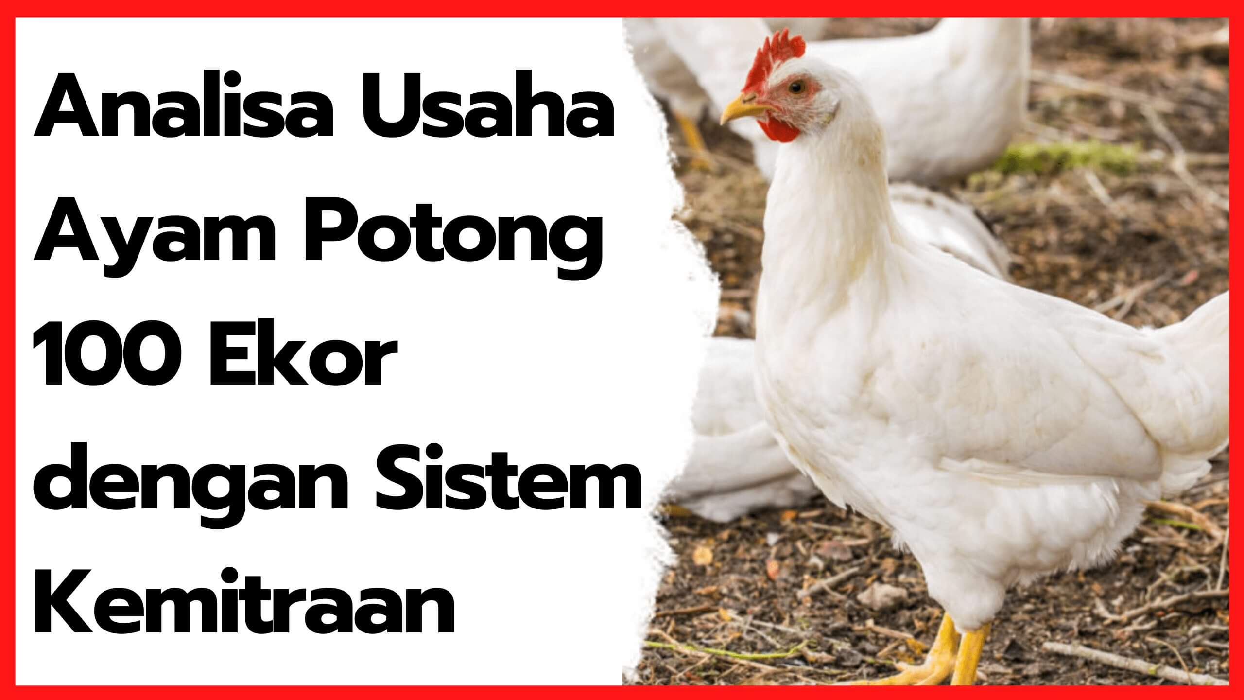 Analisa Usaha Ayam Potong 100 Ekor dengan Sistem Kemitraan | thumbnail