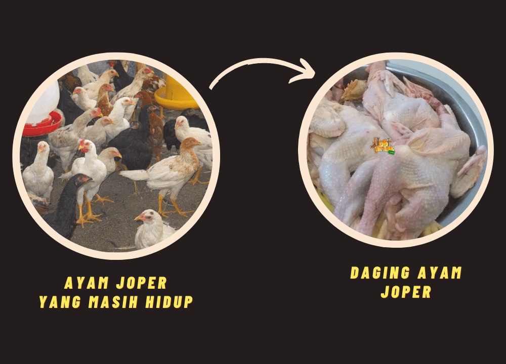 Daging ayam joper setelah dilakukan pemotongan | image 3