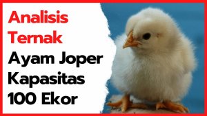 Cara Mudah Ternak Ayam Joper BONUS Analisis Ternak Kapasitas 100 Ekor HOBI TERNAK ayam joper word2
