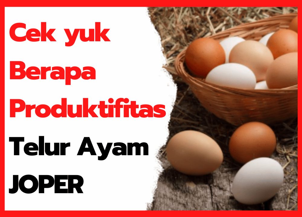 Cek yuk Berapa Produktifitas Telur Ayam JOPER | cover
